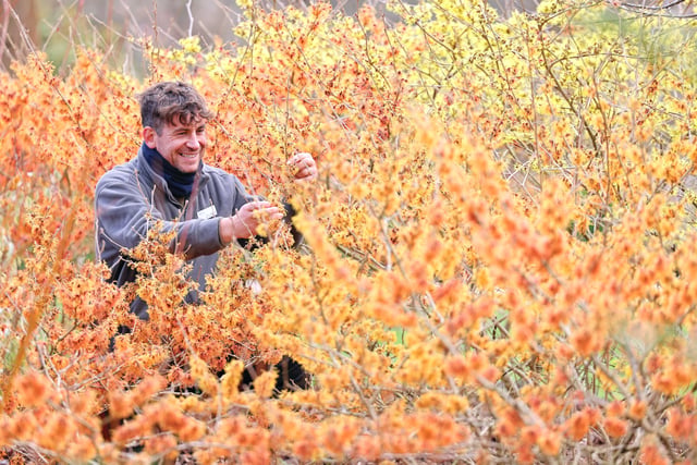 A bright and bloomy winter, with plenty to engage the senses