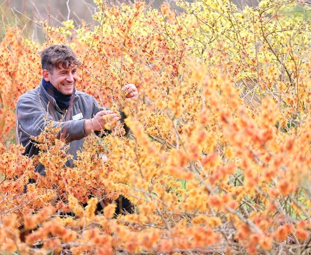 A bright and bloomy winter, with plenty to engage the senses