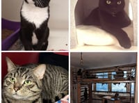 Pets' Corner: New homes sought for cats rescued from overcrowded flat