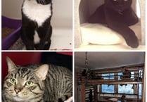 Pets' Corner: New homes sought for cats rescued from overcrowded flat