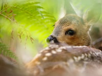 Opinion: Do the Brookwood deer shown in Wilds Isles have royal links? 