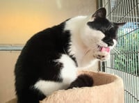 Pets' Corner: Brainy Dave seeks stimulating forever home