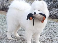 Brio's owner enjoys Crufts win, despite broken leg
