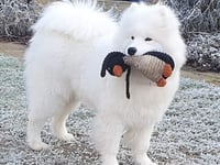 Brio's owner enjoys Crufts win, despite broken leg