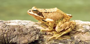 Watch out for frogs on their annual trek