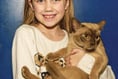 Fantastic felines draw hundreds to cat show at Woking