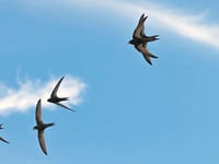 Swifts need our help to remain amazing