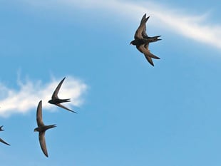 Swifts need our help to remain amazing