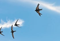 Swifts need our help to remain amazing