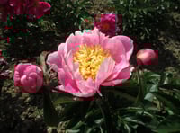 Any hidden gems to be found in your garden?