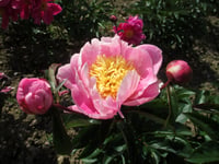 Any hidden gems to be found in your garden?