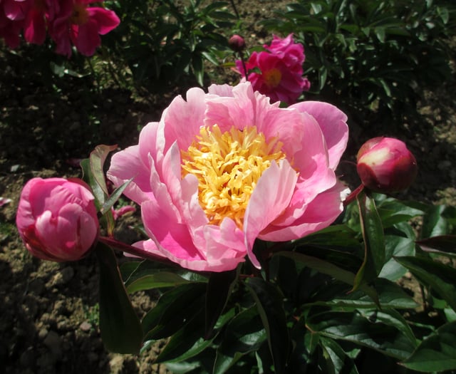 Any hidden gems to be found in your garden?