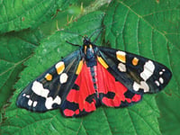 Nightworkers that have an essential role in pollination process