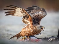 Stunning images cover a range of photographic genres