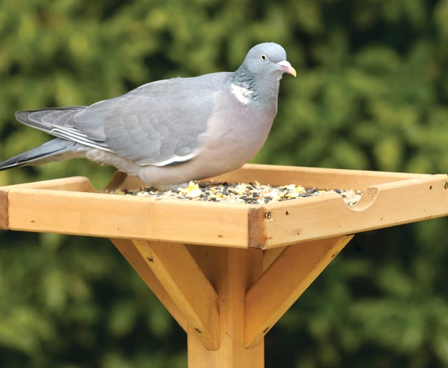 County’s birds buck national numbers trend