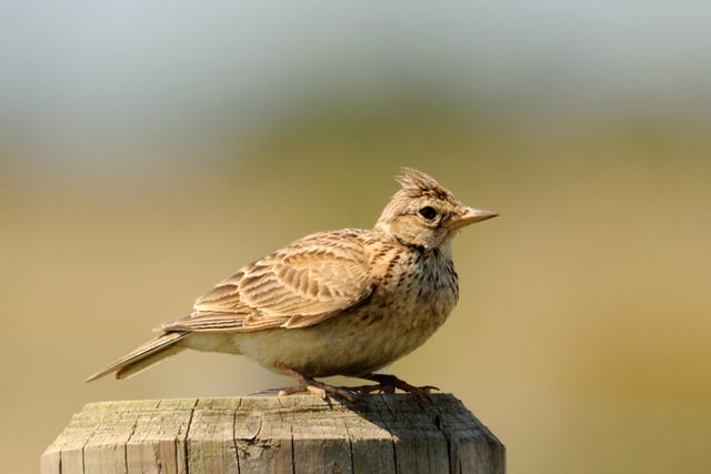 Making time to enjoy the beauty of birdsong