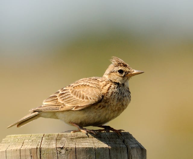 Making time to enjoy the beauty of birdsong