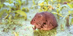 ‘Ratty’ needs your help to thrive again