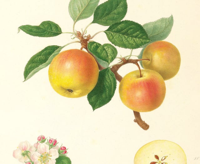RHS puts 500 years of its heritage online
