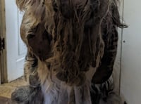 Sheepdog's fur so matted it affected his eating and drinking