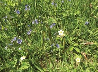 Enjoying wild flowers, ahead of Horsell Garden Safari