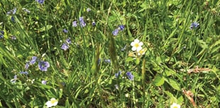 Enjoying wild flowers, ahead of Horsell Garden Safari