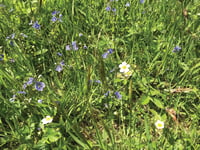 Enjoying wild flowers, ahead of Horsell Garden Safari