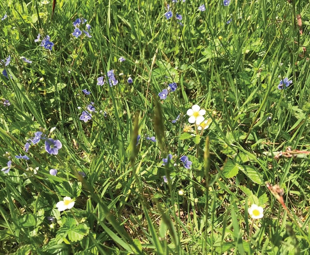 Enjoying wild flowers, ahead of Horsell Garden Safari