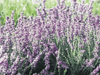 Horticultural conservation charity beds in next to RHS Wisley