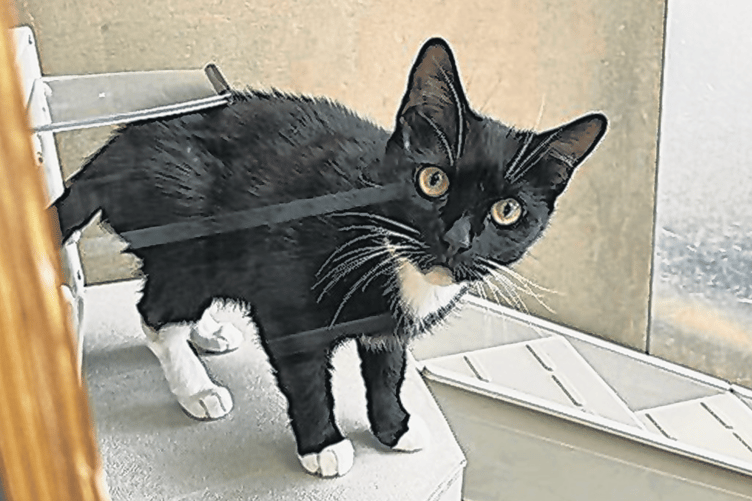 Tina needs a new home