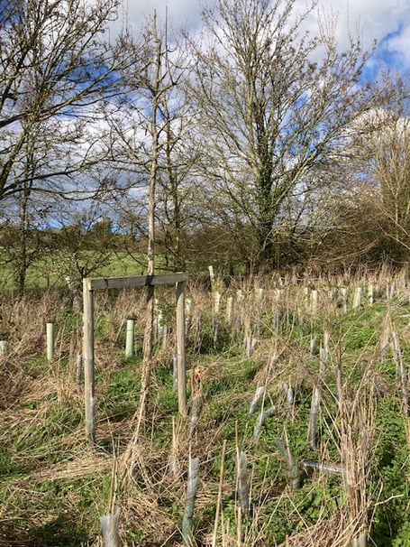 Trees off Gilbert White Way.