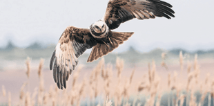 Our expert’s tips for taking great wildlife photographs