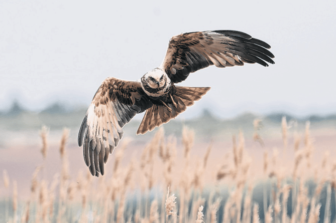 Dave Foker’s treasured photograph of a hen harrier flying over a wheat field