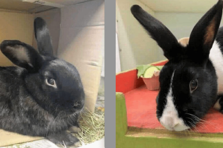 Fawn, left, and Amy, right