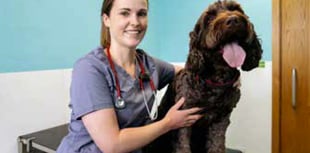 Petersfield vet saved dog that swallowed ball