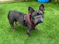 Have a ball with lovely Bella by giving her a forever home