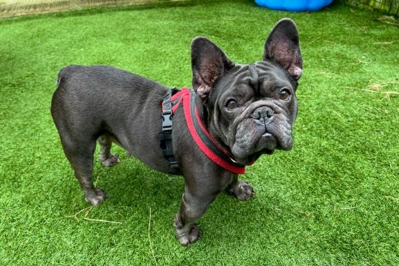 Bella the French bulldog