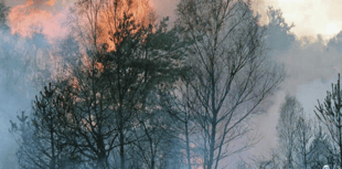 Ensure our tinder-dry countryside does not fall victim to a wildfire