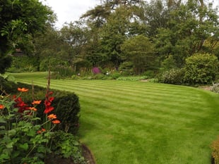 Medstead garden opening gates for National Garden Scheme next month