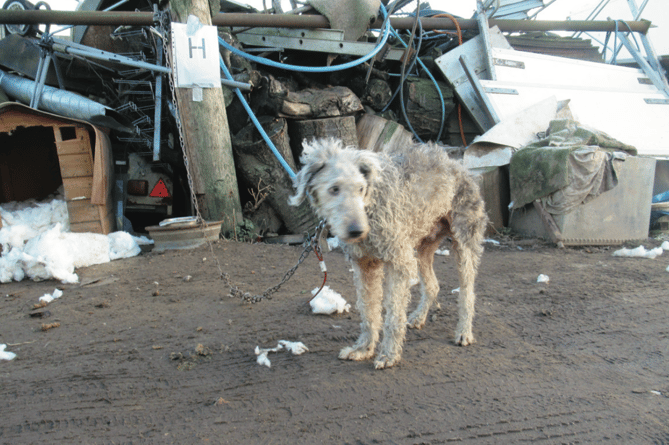 One of the emaciated dogs found tethered at Hurst Farm