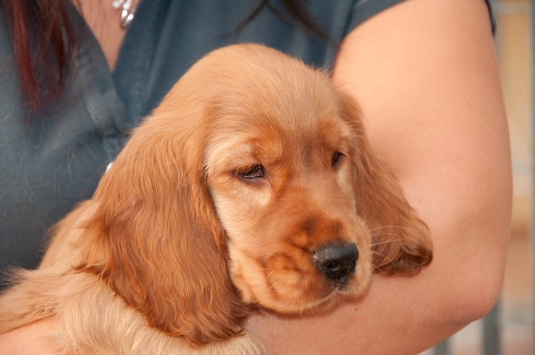 Cocker spaniel puppy