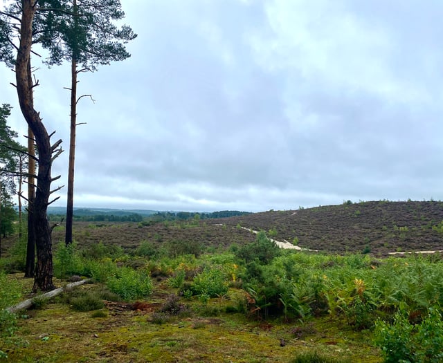 Video: £400,000 project will reconnect vast area of precious heathland