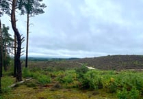 Video: £400,000 project will reconnect vast area of precious heathland