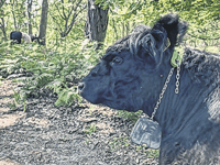 Ground-breaking technology produces virtual fences for grazing cattle