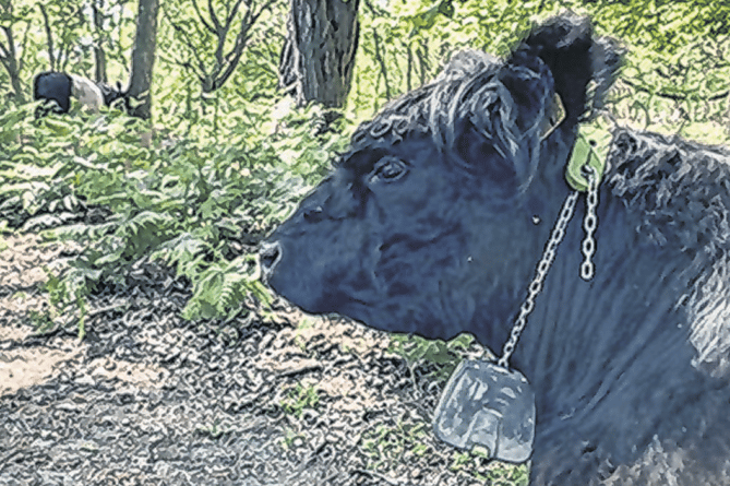A cow wearing a special GPS collar