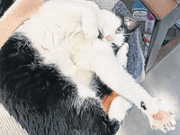 Charity’s struggles as Woking families abandon cats