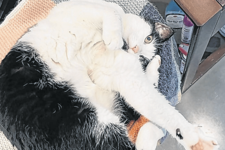 Eight-year-old Hugo needs a good home