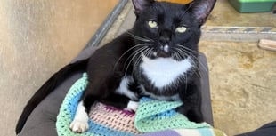 Three-legged cat Darwin needs forever home