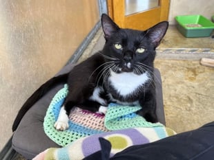 Three-legged cat Darwin needs forever home