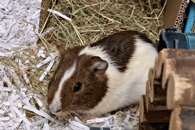 Bandit the guinea pig